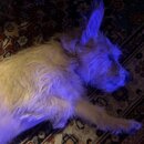 Atticus Finch! (995809)