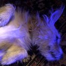 Atticus Finch! (993413)