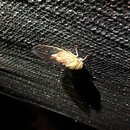 Broadmoor Bugs and Critters (995223)