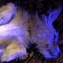 Atticus Finch! (997443)