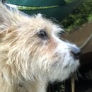 Atticus Finch! (995733)