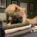 Atticus Finch! (993992)