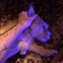 Atticus Finch! (994248)