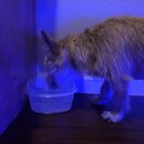 Atticus Finch! (993517)