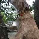 Atticus Finch! (997420)