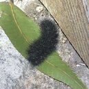 My Insect Collection (994575)