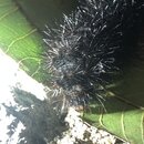 My Insect Collection (995760)