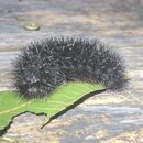 My Insect Collection (995526)