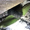 My Insect Collection (995960)