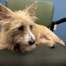 Atti Exploring the Office (996918)