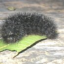 My Insect Collection (993627)