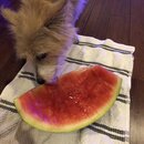 Atticus Finch! (994839)