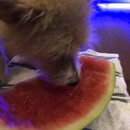 Atticus Finch! (997579)