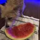 Atticus Finch! (996113)