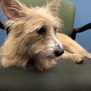 Atti Exploring the Office (994106)