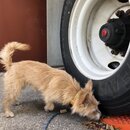 Atti Exploring the Office (995646)