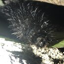 My Insect Collection (997156)