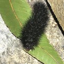 My Insect Collection (997589)