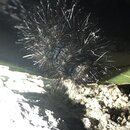 My Insect Collection (996870)