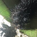 My Insect Collection (996323)