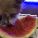 Atticus Finch! (996528)