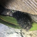 My Insect Collection (993830)