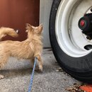 Atti Exploring the Office (997518)