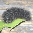 My Insect Collection (995884)