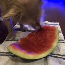 Atticus Finch! (995996)