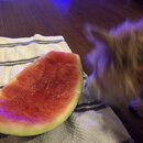 Atticus Finch! (993397)