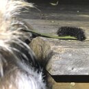 Atti Finds an Asp (996012)