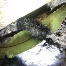 My Insect Collection (994975)