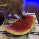 Atticus Finch! (997620)