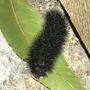 My Insect Collection (997103)