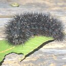 My Insect Collection (996307)