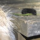 Atti Finds an Asp (993855)