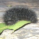 My Insect Collection (994812)