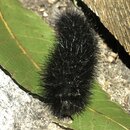 My Insect Collection (993491)