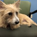 Atti Exploring the Office (993327)