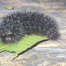 My Insect Collection (996353)