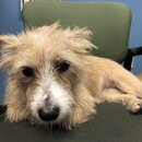 Atti Exploring the Office (996523)