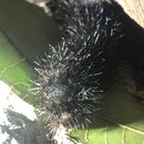 My Insect Collection (994013)