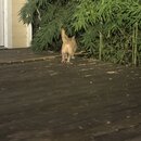 Atti Finds an Asp (993868)