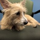 Atti Exploring the Office (996161)