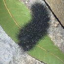 My Insect Collection (995994)