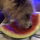 Atticus Finch! (996774)