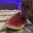 Atticus Finch! (995036)