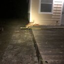 Atti Finds an Asp (996082)