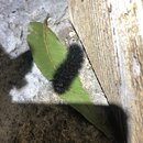 My Insect Collection (995410)