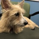 Atti Exploring the Office (994947)